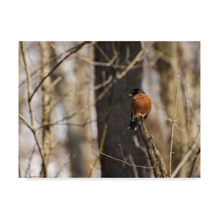 Thom Sivo 'American Robin' Canvas Art,18x24